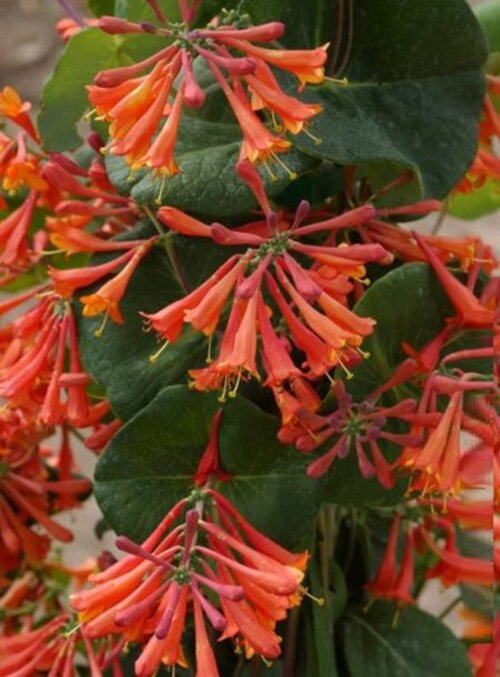Фото Жимолость Брауна Дропмор Скарлет (Lonicera x brownii Dropmore Scarlet) Р9