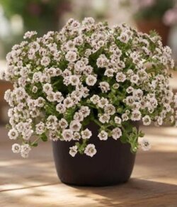 Фото Гіпсофіла волотиста Плена Вайт. Gypsophila paniculata Plena White Р9