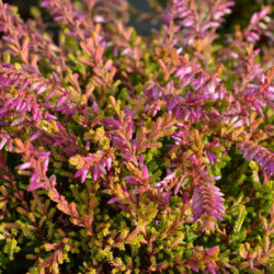 Фото Вереск обыкновенный 'Бонита'. (Calluna vulgaris 'Bonita')