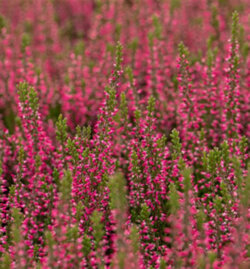 Фото Вереск обыкновенный Мартина. (Calluna vulgaris Garden girls® Martina)
