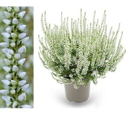 Фото Верес звичайний Бетті. (Calluna vulgaris Garden girls® Betty)