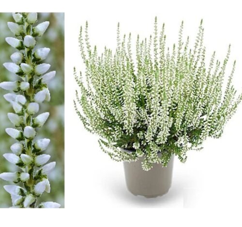 Фото Вереск обыкновенный Бетти. (Calluna vulgaris Garden girls® Betty)