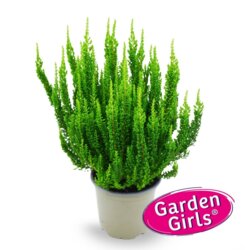 Фото Верес звичайний  Зіва. Calluna vulgaris Ziva