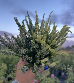 Фото Верес звичайний Твін Герлс. (Calluna vulgaris Twin Girls®) двоколірний, рожевий з жовтим