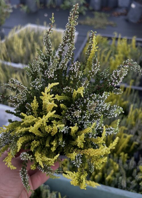 Фото Верес звичайний Тріо Герлс. (Calluna vulgaris Trio Girls®) ТРИКОЛІРНИЙ
