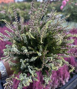 Фото Верес звичайний Твін Герлс. (Calluna vulgaris Twin Girls®) двоколірний, білий та рожева квіточка