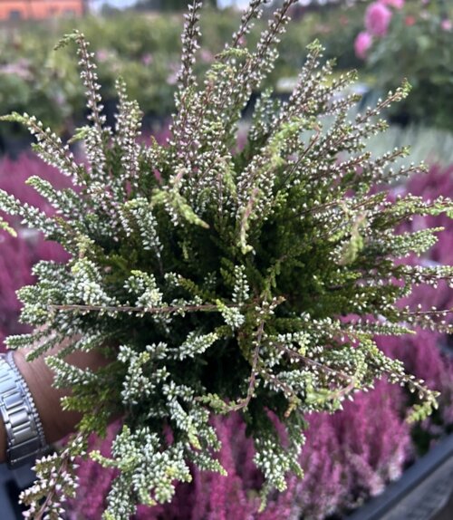 Фото Верес звичайний Твін Герлс. (Calluna vulgaris Twin Girls®) двоколірний, білий та рожева квіточка