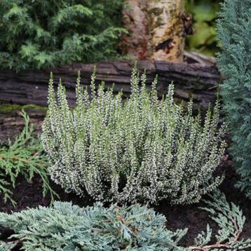 Фото Верес звичайний Кноссенхайде. (Calluna vulgaris Knospenheide)