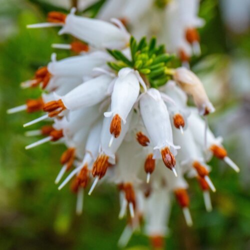 Фото Еріка дарленська Вайт Перфекшн. Erica darleyensis White Perfection Р9