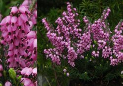 Фото Еріка дарленська Спрінг Сюрпрайз. Erica darleyensis Spring Surprise Р9