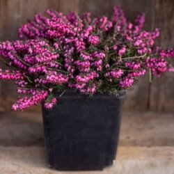 Фото Еріка дарленська Крамерс Роут. Erica darleyensis Kramer's Rote Р9