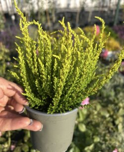 Фото Вереск обыкновенный Зелда. (Calluna vulgaris Garden girls Zelda®)