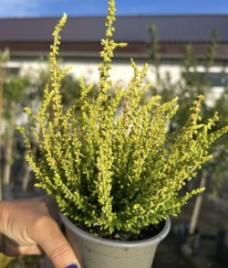 Фото Верес звичайний Ауріка. (Calluna vulgaris Aurica)