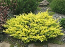 Фото Ялівець горизонтальний Лайм Глоу. (Juniperus horizontalis Lime Glow) С10