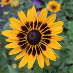 Фото Рудбекія гібридна Смайліз ПАТІ. (Rudbeckia x hybrida SmileyZ Party) С5