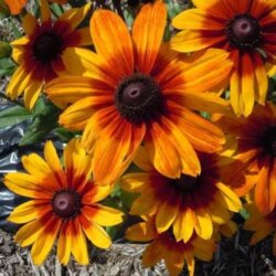 Фото Рудбекія гібридна Сунбекія Луна. (Rudbeckia x hybrida / hirta Sunbeckia® Luna) С5