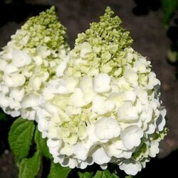 Фото Гортензія волотиста Меджікал Маттерхорн. (Hydrangea paniculata Magical Matterhorn) С3
