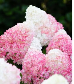 Фото Гортензія волотиста Лівінг Пінк енд Роуз. (Hydrangea paniculata Living Pink & Rose) С3