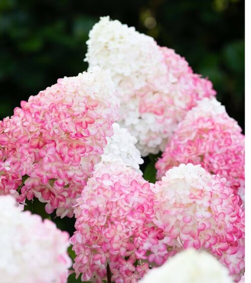 Фото Гортензія волотиста Лівінг Пінк енд Роуз. (Hydrangea paniculata Living Pink & Rose) С3