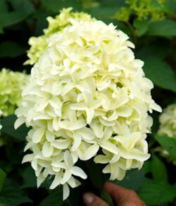 Фото Гортензія волотиста Скайфолл. (Hydrangea paniculata Skyfall) С3