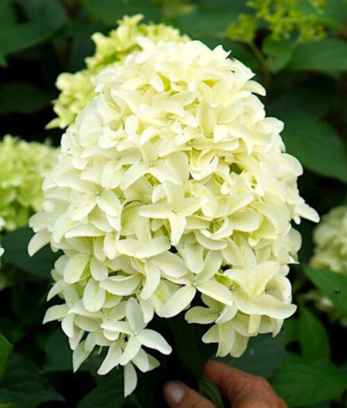 Фото Гортензія волотиста Скайфолл. (Hydrangea paniculata Skyfall) С3
