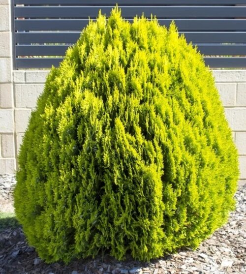 Фото Туя східна Морган. (Thuja orientalis Morgan) С3
