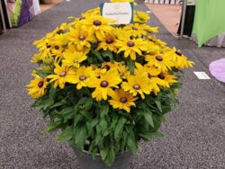 Фото Рудбекія Санбекія Каролін (Rudbeckia Sunbeckia Carolina) С5