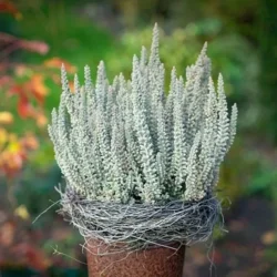 Фото Верес звичайний Флаффі. (Calluna vulgaris Fluffy)