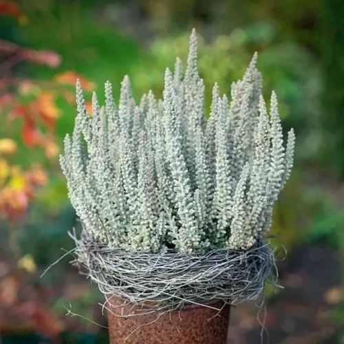 Фото Верес звичайний Флаффі. (Calluna vulgaris Fluffy)