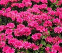 Фото Монарда гібридна Баблгам Бласт. (Monarda Sugar Buzz Bubblegum Blast) С3