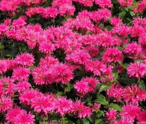Фото Монарда гібридна Баблгам Бласт. (Monarda Sugar Buzz Bubblegum Blast) С3