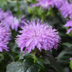 Фото Монарда гібридна Блу Мун (Monarda Sugar Buzz Blue Moon) С3