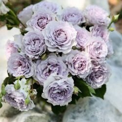 Фото Троянда Еверластінг Лавандер (Everlasting Lavender) Спрей (листопад 2026)