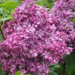 Сирень обыкновенная 'Богдан Хмельницкий'. (Syringa vulgaris 'Bogdan Khmelnitskiy') - copy Фото Сирень обыкновенная 'Богдан Хмельницкий'. (Syringa vulgaris 'Bogdan Khmelnitskiy') - copy