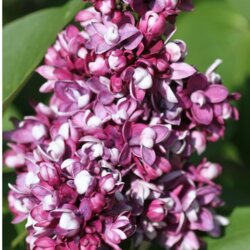 Бузок звичайний Етуаль де Мей. (Syringa vulgaris Etoile de Mai) на ШТАМБІ Фото Бузок звичайний Етуаль де Мей. (Syringa vulgaris Etoile de Mai) на ШТАМБІ
