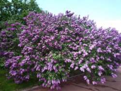 Фото Сирень Персидская. (Syringa Persica) ШТАМБ - copy