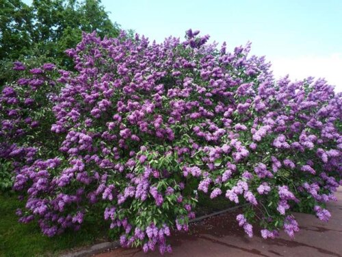 Фото Бузок перський. (Syringa persica) на ШТАМБІ (менший)