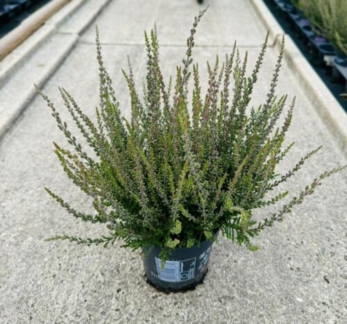 Фото Верес звичайний Зеліна. Calluna vulgaris GARDEN GIRLS ZALINA