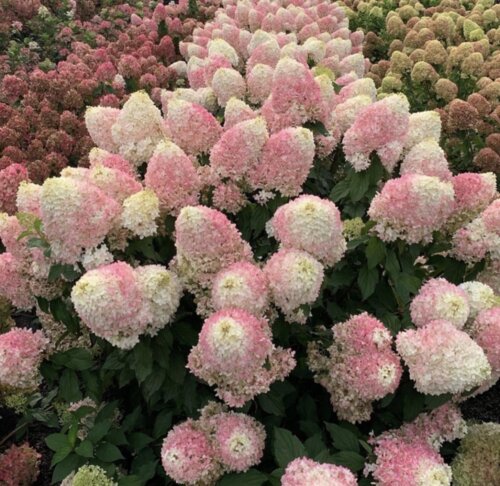 Фото Гортензія волотиста Пінкачу. (Hydrangea paniculata Pinkachu) С2 - copy