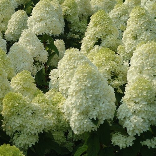 Гортензия метельчатая Полар Бир. (Hydrangea paniculata Polar Bear) С10, 5-летка Фото Гортензия метельчатая Полар Бир. (Hydrangea paniculata Polar Bear) С10, 5-летка