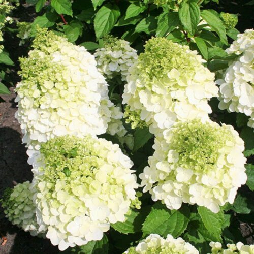 Гортензия метельчатая Меджикал Монт Бланк. (Hydrangea paniculata Magical Mont Blanc) Р9 - copy Фото Гортензия метельчатая Меджикал Монт Бланк. (Hydrangea paniculata Magical Mont Blanc) Р9 - copy