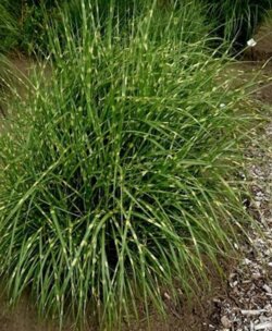 Фото Міскантус китайський Літл Зебра. (Miscanthus sinensis Little Zebra) С3