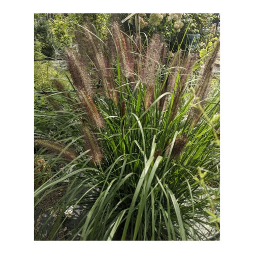 Фото Пенісетум лисохвостий Полс Джайнт/Гігант Пола (Pennisetum alopecuroides Paul's Giant) С3