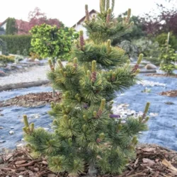 Фото Сосна дрібноквіткова Шізукаготен (Pinus parviflora Shizukagoten) С10
