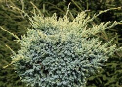 Фото Ялівець лускатий Дрім Джой. (Juniperus squamata Dream Joy) на ШТАМБІ