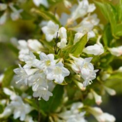 Фото Вейгела квітуча Брістол Сноуфлейк (Weigela florida Bristol Snowflake) С2 