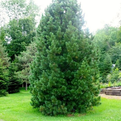 Фото Сосна румелійська (Pinus peuce) С3