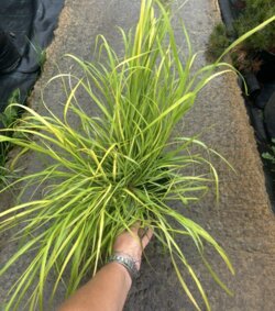 Фото Пеннісетум лисохвостий Мітра. (Pennisetum alopecuroides Mitra) С3
