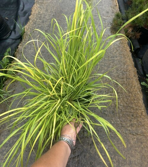 Фото Пеннісетум лисохвостий Мітра. (Pennisetum alopecuroides Mitra) С3