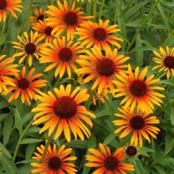 Фото {{-}}